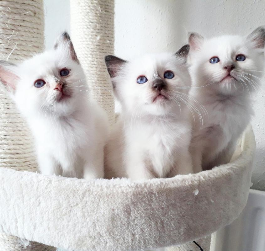 Chaton sacré de birmanie disponible de